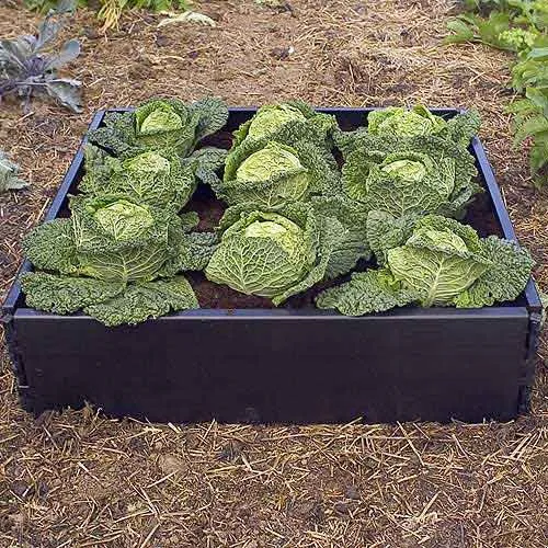 Large Raised Bed with Pop Up Net Cover